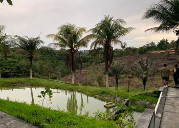 Negócios de impacto impulsionam a economia na Amazônia Legal