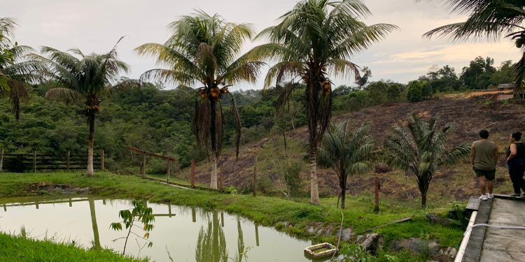 Negócios de impacto impulsionam a economia na Amazônia Legal
