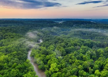 Systemica conquista área desmatada para créditos de carbono