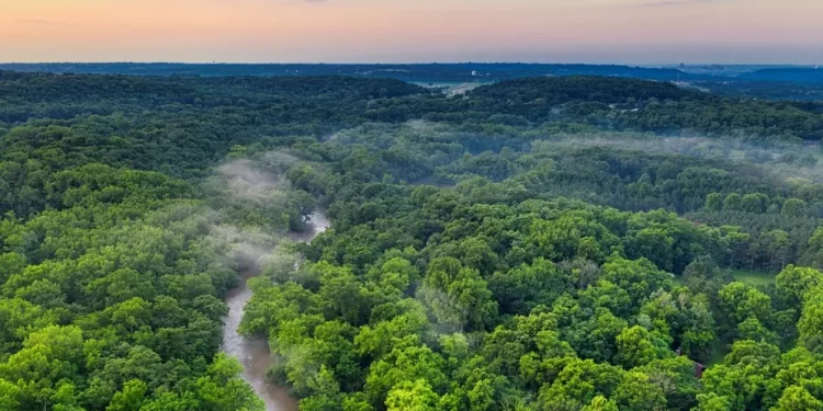 Systemica conquista área desmatada para créditos de carbono
