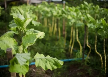 BNDES anuncia R$ 135 milhões para ações