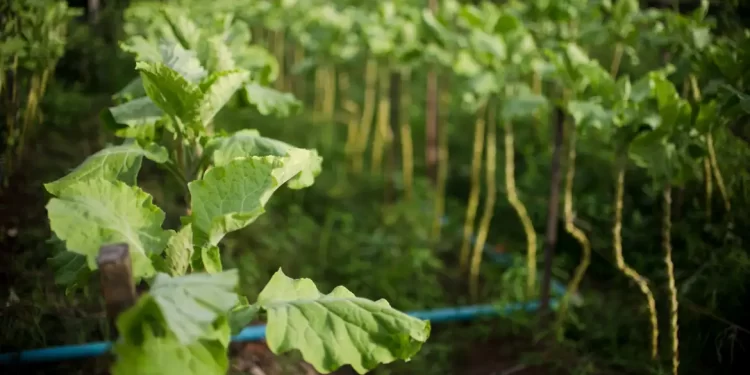 BNDES anuncia R$ 135 milhões para ações
