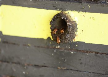 Adaf vai intensificar vigilância em criações de abelhas