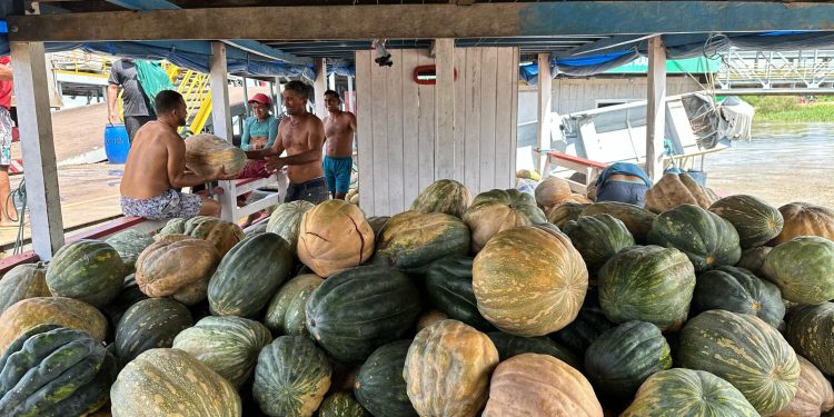 ADS adquire 71 toneladas de jerimum da agricultura familiar em quatro municípios do interior