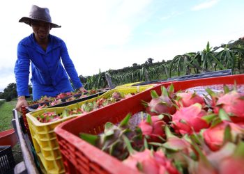 Bioeconomia no Amazonas se destaca como alternativa para um futuro sustentável