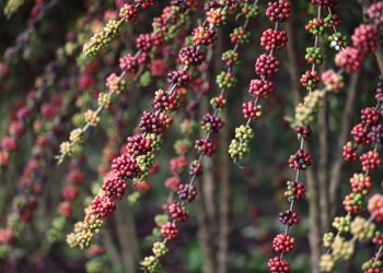 Sepror potencializa o setor da cafeicultura com entregas de mudas a produtores rurais