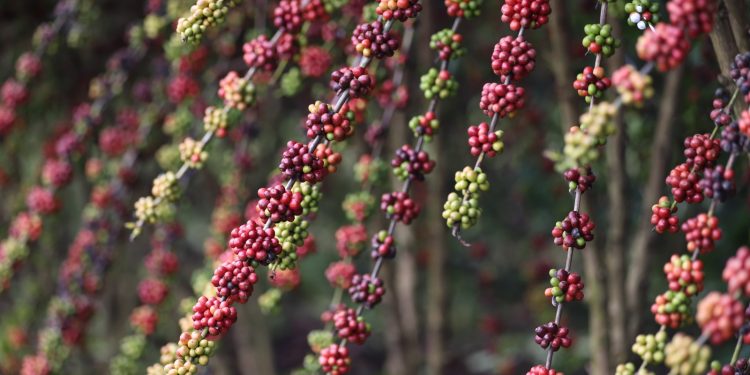 Sepror potencializa o setor da cafeicultura com entregas de mudas a produtores rurais