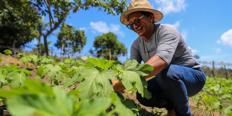 Sepror publica edital de certificação digital gratuita para associações e cooperativas do Amazonas