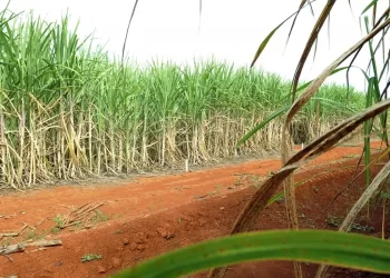 Conab estima produção de 663,4 milhões de toneladas de cana