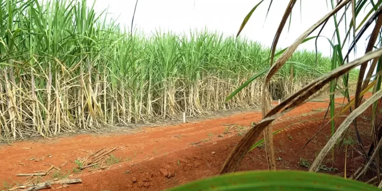 Conab estima produção de 663,4 milhões de toneladas de cana
