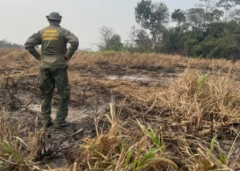 Brasil reduz 70% da área queimada no primeiro trimestre de 2025