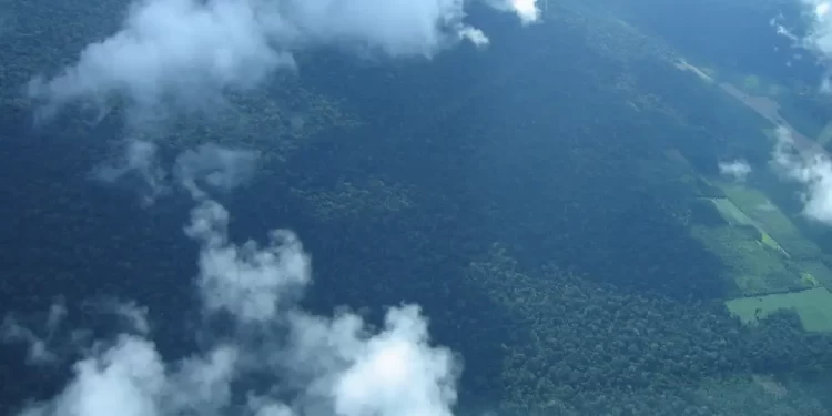 Petrobras destina R$ 450 milhões para preservar a Amazônia com créditos de carbono