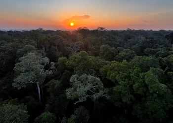 Instituto Clima e Sociedade abre edital para projetos com uso de IA
