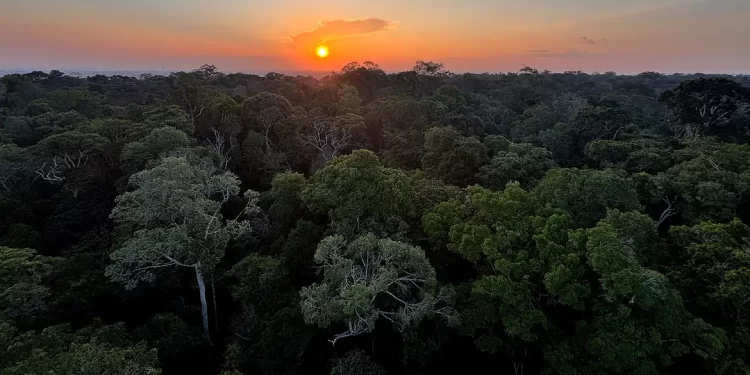 Instituto Clima e Sociedade abre edital para projetos com uso de IA