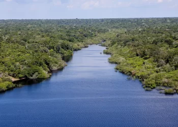 Fundo Amazônia financia reflorestamento em terras indígenas