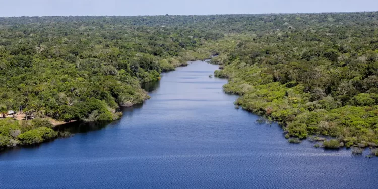 Fundo Amazônia financia reflorestamento em terras indígenas