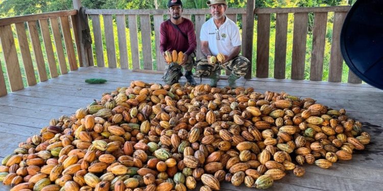 Acre se destaca na rota do cacau e atrai olhares do setor produtivo