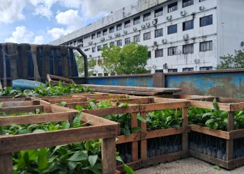 Idam entrega 2,7 mil mudas