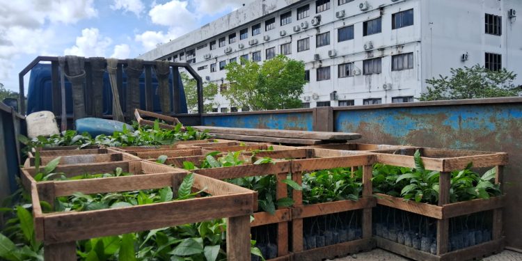 Idam entrega 2,7 mil mudas