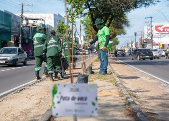 Arborização em Manaus bate recorde de plantio de mudas