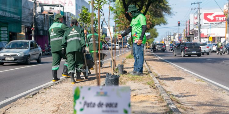 Arborização em Manaus bate recorde de plantio de mudas