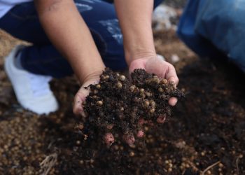 Dia Nacional da Educação Ambiental: Sepror destaca ações de práticas sustentáveis em escolas e comunidades rurais