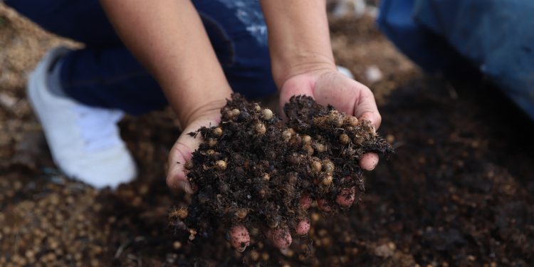 Dia Nacional da Educação Ambiental: Sepror destaca ações de práticas sustentáveis em escolas e comunidades rurais