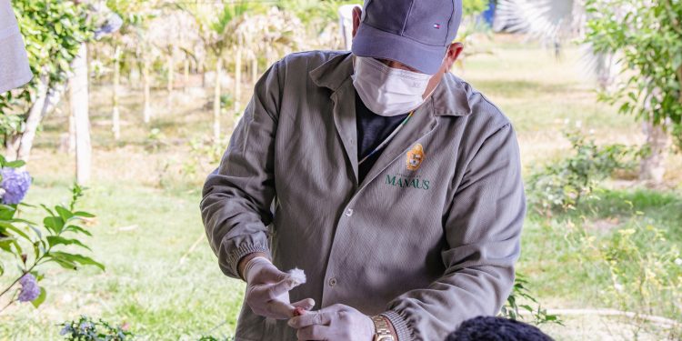 Malária em Manaus: Como se prevenir, sintomas e onde fazer o exame