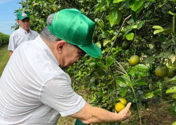 Projeto São Pedro Citrus impulsiona integração entre agroindústria e comércio no Norte