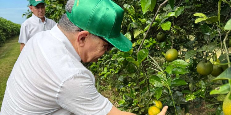 Projeto São Pedro Citrus impulsiona integração entre agroindústria e comércio no Norte