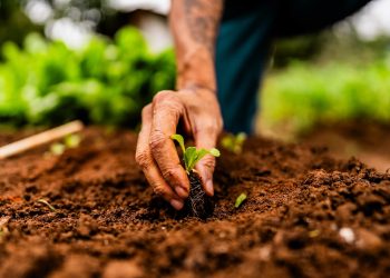 Bioeconomia: solução sustentável para o desenvolvimento do Brasil