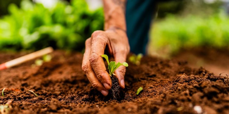 Bioeconomia: solução sustentável para o desenvolvimento do Brasil