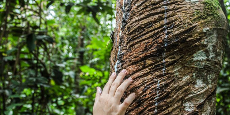 Museu do Seringal celebra 23 anos com programação especial
