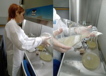 Fungos da Amazônia no tratamento da água do Igarapé do Mindu: solução sustentável para poluição em Manaus