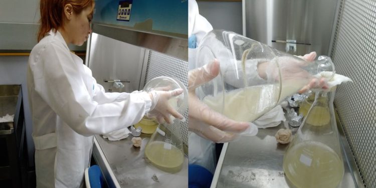 Fungos da Amazônia no tratamento da água do Igarapé do Mindu: solução sustentável para poluição em Manaus