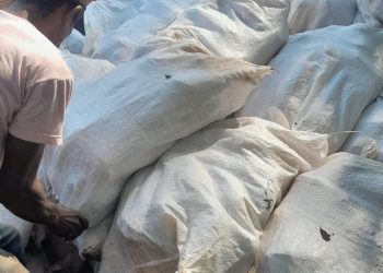 Distribuição de sementes de cacau no Amazonas beneficia agricultores familiares e fortalece produção