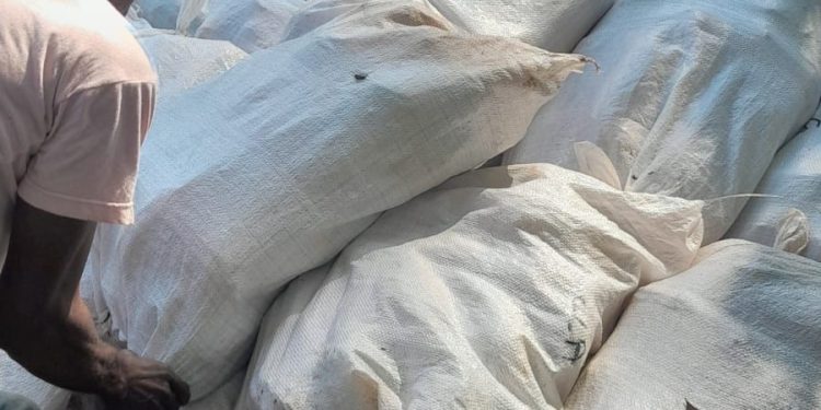 Distribuição de sementes de cacau no Amazonas beneficia agricultores familiares e fortalece produção