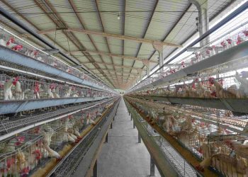 Licenciamento ambiental avicultura Amazonas: orientações do Ipaam no Dia do Avicultor