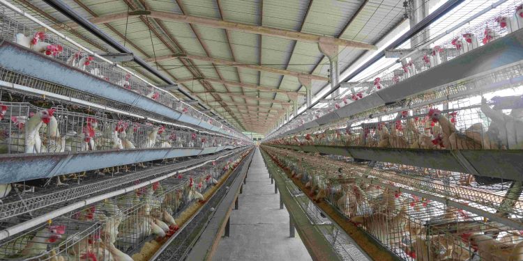 Licenciamento ambiental avicultura Amazonas: orientações do Ipaam no Dia do Avicultor