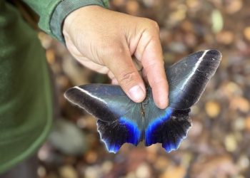 Monitoramento da biodiversidade BR-319: Ações da Sema em unidades de conservação