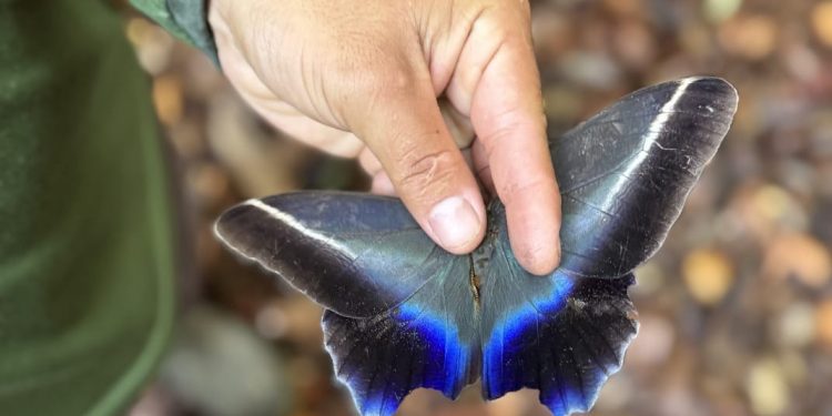 Monitoramento da biodiversidade BR-319: Ações da Sema em unidades de conservação