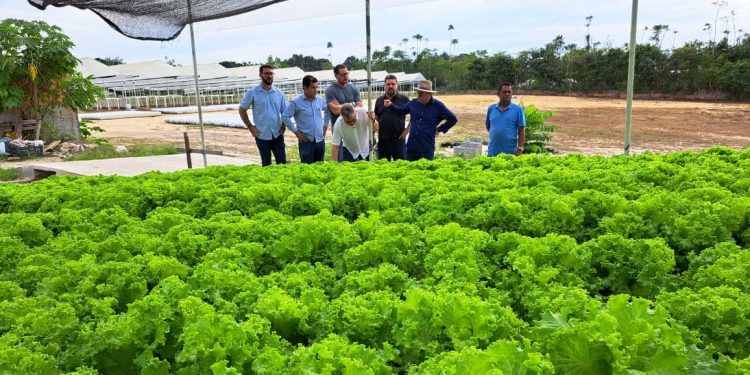 Suframa visita empreendimento de hidroponia em Manaus