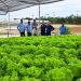 Suframa visita empreendimento de hidroponia em Manaus
