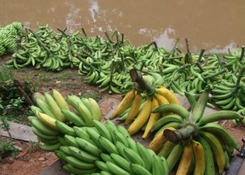 ADaf alerta produtores no Dia Nacional da Banana sobre pragas quarentenárias