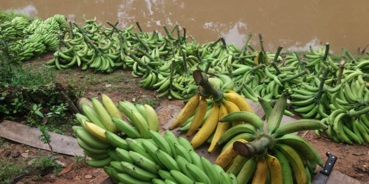 ADaf alerta produtores no Dia Nacional da Banana sobre pragas quarentenárias