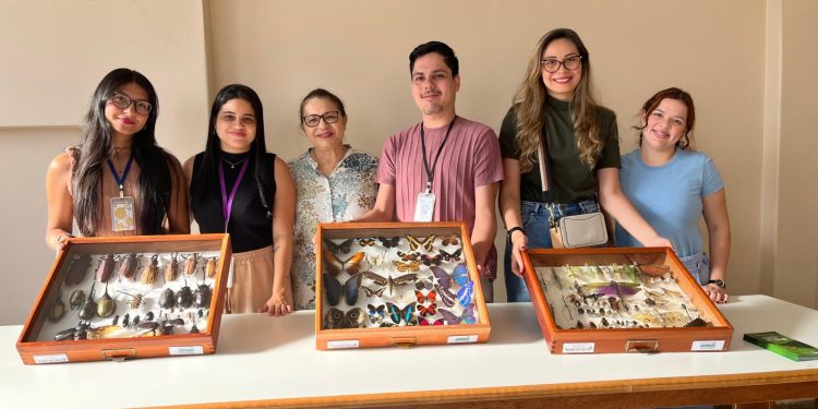 Diversidade de dípteros amazônicos revela 50 novas espécies em coleções científicas