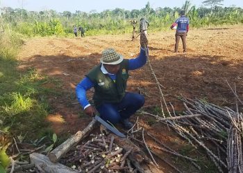 Unidade Demonstrativa de mandioca em Lábrea fortalece agricultura familiar no Amazonas