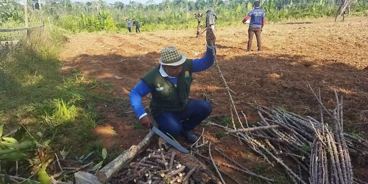 Unidade Demonstrativa de mandioca em Lábrea fortalece agricultura familiar no Amazonas