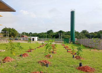 Arborização urbana Manaus: nova sede do Implurb ganha mais 260 árvores