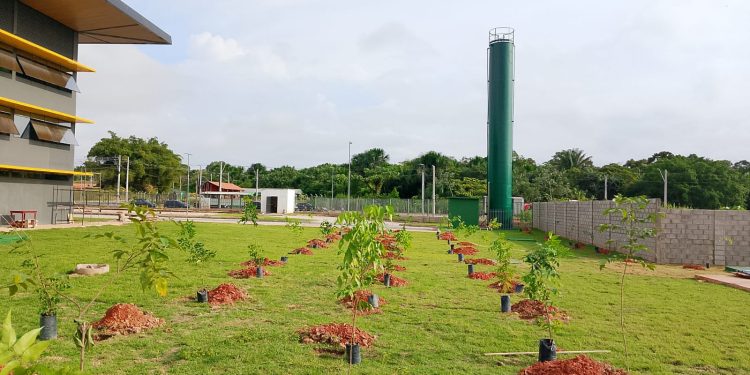Arborização urbana Manaus: nova sede do Implurb ganha mais 260 árvores